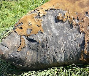 Moulting elephant seal. Shows the head of the seal with plenty of marks and scratches as well as patches of old fur, some of it lifting and peeling off