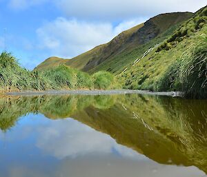 Almost a perfect reflection in a pond on the track alongside Razorback Ridge. The steps up to the lookout (and reflection) can be seen in the background