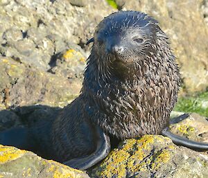 Young fur seal in Garden Cove. It’s fur is wet as it has just come out of the water