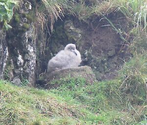 Light mantled sooty albatross chick. The chick is sitting on top of a nest made of mud and grass, which is on a protected ledge