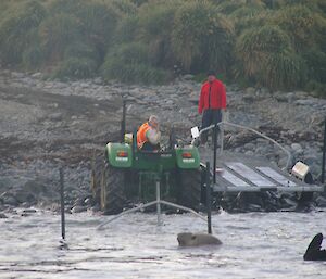 An elephant seal blocking our path to the boat trailer. The trailer is attached to a green tractor driven by Lionel, while the head and tail of the seal are the only parts visible above the surface of the water