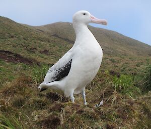 Close-up of the male wanderer on his sit on Petrel Peak prior to an egg being laid. On his left leg is a identification band