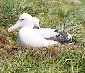 The pair of wandering albatross nesting at the base of Mt Haswell. The female is the bird in front, while only the head of the male can be seen behind her