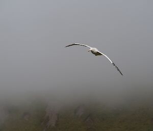 Wanderer in the air in the Amphitheatre. In the background is the mist covered slopes of the Amphitheatre