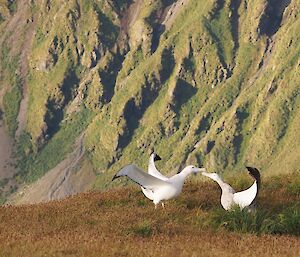 Wanderers courting on Petrel Peak — still courting. This time the view is side on to the birds with the outstretched wings curving in towards each other