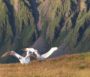 Wanderers courting on Petrel Peak — You can tell I couldn’t decide which picture to use. Again it shows the pair facing each other with outstretched wings and the rugged slopes providing a magnificent backdrop