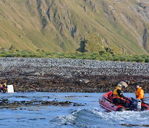 Mark and Jesse in one of the IRB’s going to pick up Robbie and Clive, who are waiting on the kelp covered shore with the block of styrofoam and fishing. There are several elephant seals on the pebbly beach. In the background is the lower slopes of the escarpment