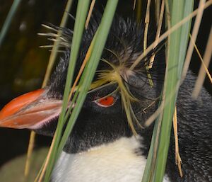 Close up of the upper part of rockhopper penguin hiding amongst some grass leaves. It shows the vivid red coloured eye and its crown of yellow and black feathers