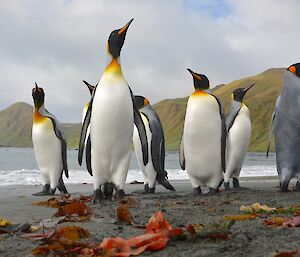Seven king penguins standing on the beach at Sandy Bay. Behind them is the bay with escarpment slopes in the background rising up from the beach. In the immediate foreground is bits of kelp of various colours.