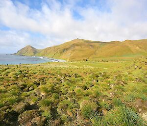 Still signs of the rabbit damage in the foreground of this view from the royal penguin lookout at Sandy Bay across to Brothers Point