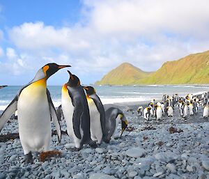 King penguins at Sandy Bay. There are five penguins in the left foreground with hundreds more further away on the right along the beach the pebble covered beach. The vivid green colours of the escarpment rise up from the beach in the background