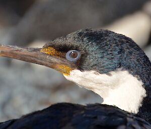 The head of a Macquarie Island cormorant. It shows the blue iridescent head feathers and around the eye. It also shows the bright yellow markings and feathers near the beak
