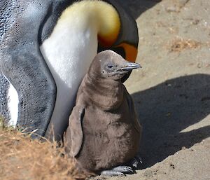 King penguin with new chick. The chick is a drab brown colour (fine down feathers) in contrast to the vivid yellow, grey, white and black of the parent