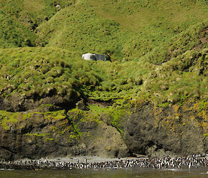 Caroline Cove hut, a converted water tank, sits high on a grassy ledge with the steep slope of Mt Haswell behind. In the foreground is the narrow sandy beach which is populated by many king and royal penguins