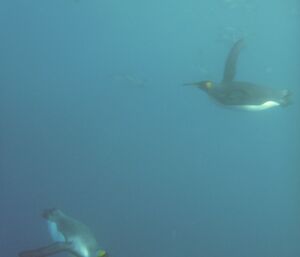Underwater shot of the king penguins off Lusitania Bay. Several penguins can be seen ‘flying’ through the water