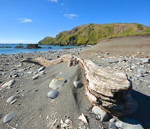 Driftwood in the immediate foreground on West Beach with North Head and Anchor Rock (in the ocean) in the background