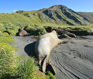 The big boys are arriving back in the wallows just west of Razorback Ridge. There are several large male elephant seals in the wallow amongst the tussock. The slopes of the escarpment can be seen in the background