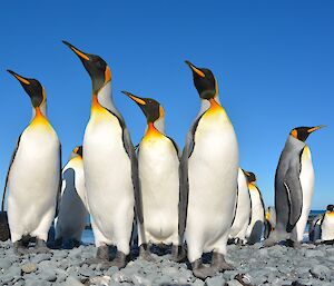 King penguins on the beach near Gadgets Gully. Four of the penguins in the foreground all have their beaks pointing to the left corner