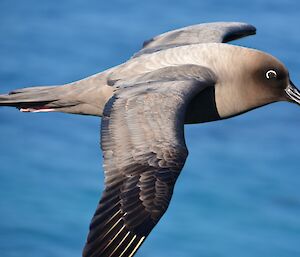 Close up of a light mantled sooty albatross as it flys by the Razorback Ridge Lookout