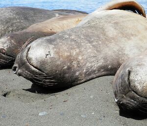Four elephant seals at Sandy Bay all lying side by side on there back