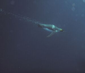 King penguin underwater off Lusitania Bay. There are bubbles streaming behind the penguin