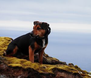 Chase (the rodent dog) sitting on a high position looking out for rodents