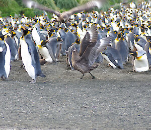 Skuas amongst the numerous king penguins. One skua is on the ground with his beak open and outstretched wings seemingly annoyed with another skua flying low overhead