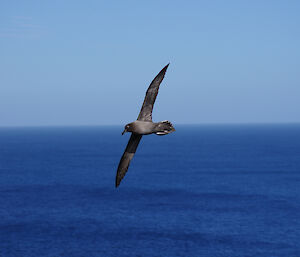 Light mantled sooty albatross in flight with the ocean and the clear blue sky providing a contrasting backdrop