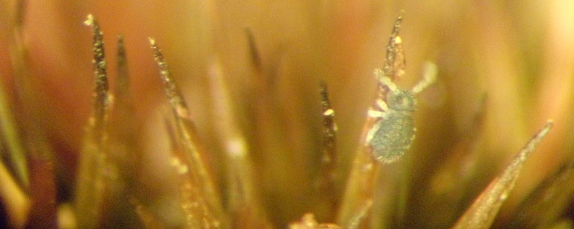 F1 — tiny mite on a blade of moss. The enlarged microscopic mite can be seen in some detail showing his antennae, one eye and three of its legs. You can make out some hair-like features on it’s carpace