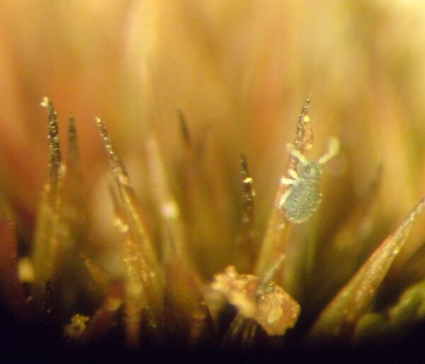 F1 — tiny mite on a blade of moss. The enlarged microscopic mite can be seen in some detail showing his antennae, one eye and three of its legs. You can make out some hair-like features on it’s carpace