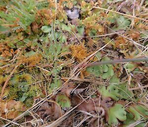 F10 — A macro image of Marchantia bertoana which is a commonly seen livewort on the island. There are many more examples of livewort species (52), but many go unnoticed