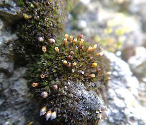 F2 — Muelleriella crassifolia, the black moss that is abundant on coastal rocks