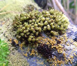 F3 — Ulota phyllanta grows on wood, so can be easily spotted on the old buildings around station