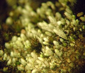 F4 — macro image showing fine detail of Bryum argenteum which literally translates to silver moss, a fairly apt name