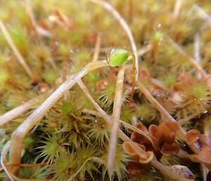 F5 — A macro image of Breutelias are the most common on the wet areas on slopes