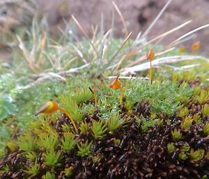 F6 — A macro image of Polytrichaceas are either like tiny palm trees or junipers growing in mineral soils. You can see several tree-like stalks appearing out of ‘the undergrowth'