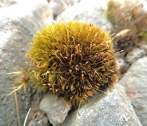 F7 — Ditrichum striatum. In the plateau we all see this moss in “polsters” (pillows). This image shows a clump (pillow) clinging to a rocky surface with stalks appearing out of the mass