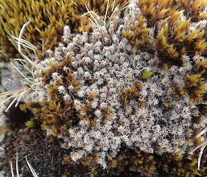 F8 — A macro image of another quite elegant and common moss is Racomitrium pruinosum, covered in fine grey hairs
