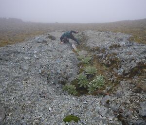 Keith, leaning down over the trench, closely examining a panel about halfway up the trench