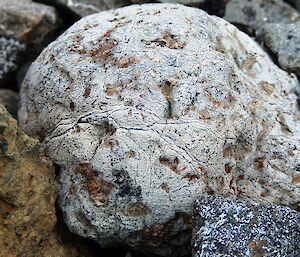 A macro image of a small rock that looks like a brain