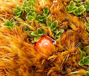 A macro image of Coprasma, which looks like a cherry tomato, in the dicranoloma moss which is brown/yellow in colour