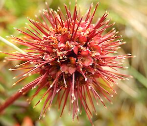 The dreaded ‘buzzie'. A close up of a buzzie seed pod — the plant that always sticks to anything. The barbs can be seen on individual stalks