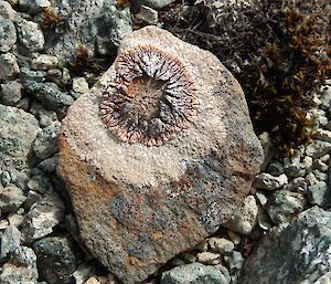 'Fried egg’ lichen. The lichen on this small rock looks like a shrivelled up fried egg