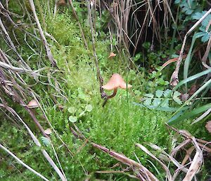 Macca pixies paradise. Close up of several tiny fungi amongst a green bed of dew covered plant. There is dry brown grass inter dispersed