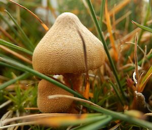 Mushy in juncus — a pair of mushrooms, one larger, shown in fine detail amongst some blades of juncus (rushes) grass