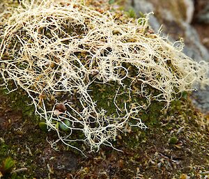 Noodly lichen — looks like white dried noodles or exposed root system
