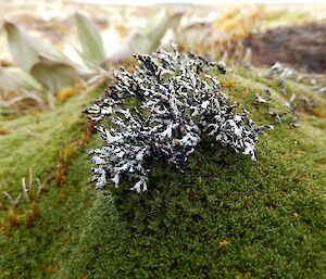 One of the ‘land corals’ lichen. A beautiful white and black lichen that looks like coral growing out of vivid green azorella plant
