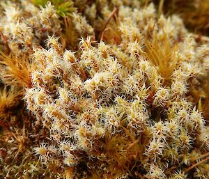 A macro code-up image of racomitrium pruinosum (moss species)