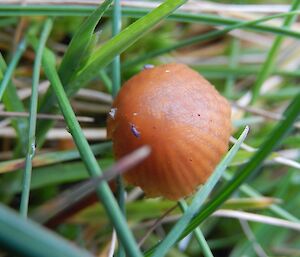 Spot the bug — a tiny purple coloured insect sits on a orange coloured mushroom top, which is growing amongst seemingly large grass leaves