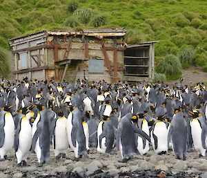 Sandy Bay hut with rusted cross support bars on the outside. It sits at the base of the tussock covered slope of the escarpment with hundreds of adult king penguins in front of it